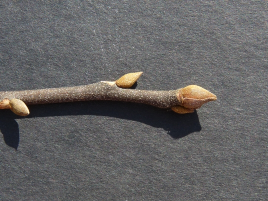 {Carya pallida}